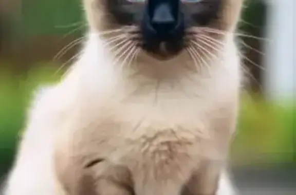 Объявления о пропавших и найденных животных, дома отдыха «Пахра», фото: Кошка найдена, Лесная ул., Москва