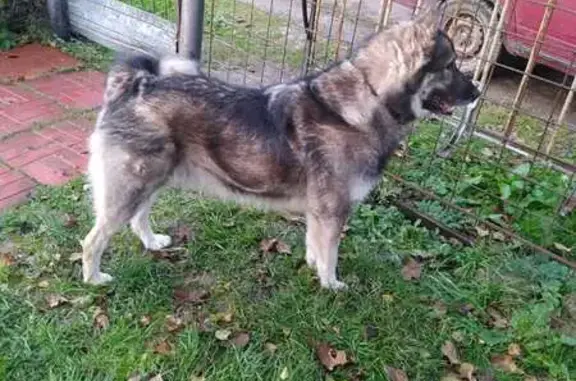 Пропала собака, Желябужский, 29Н-475