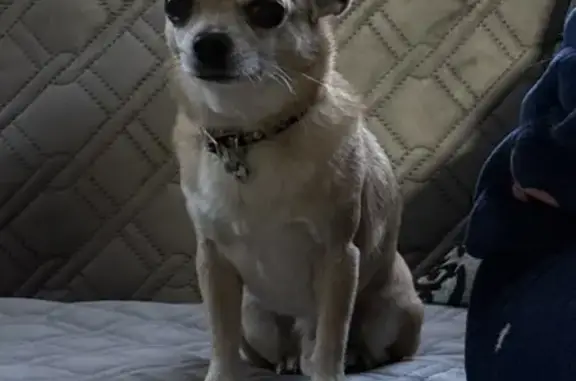 Найдена собака, Трубицино, 46Н-02078