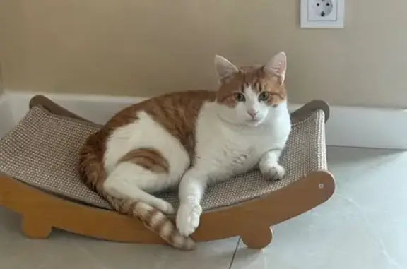 Кошки потеряшки, Ленинский, фото: Потеряшка кошка, ул. Счастья, 28