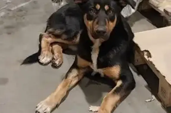 Найдена собака, Шушары, фото: Собака найдена: Паровозная дорога, Шушары