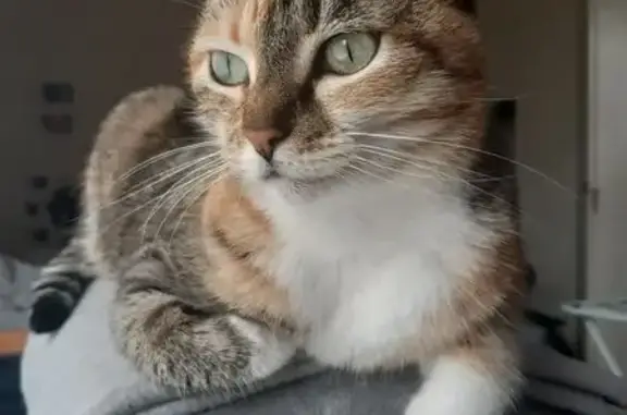 Пропала кошка, Торжковская 16, СПб