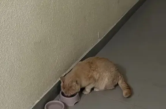 Найдена кошка, Самара, фото: Найден кот, Самара, ул. Демократическая 136