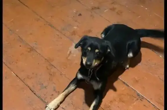 Собаки потеряшки, Благодаровка, фото: Потеряшка собака, Благодаровка, Оренбуржье