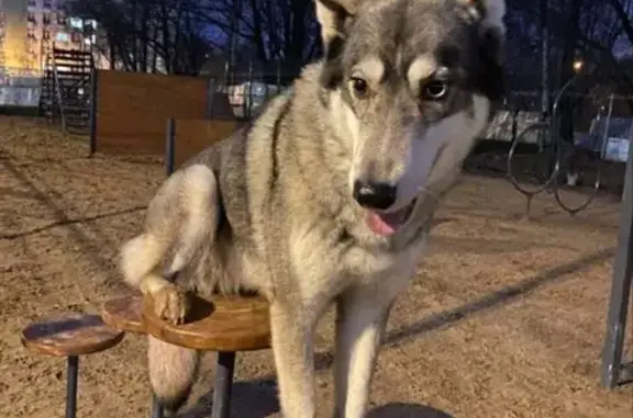 Пропала собака, Москва