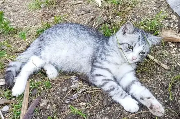 Пропала кошка, ул. Газа, Бокситогорск