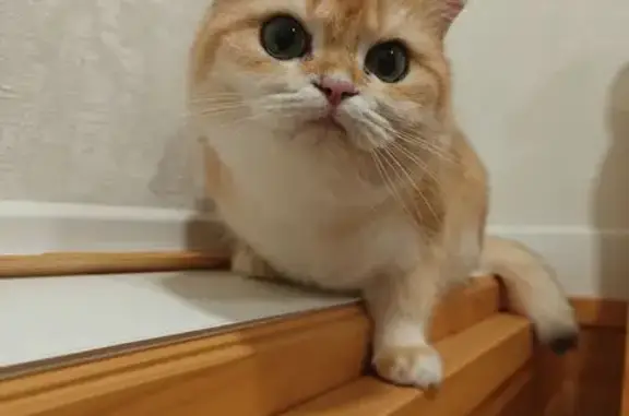 Пропала кошка, ул. Терешковой, 311, Михайловск