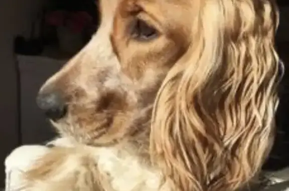 Пропала собака, Гагарина 242, Алатырь