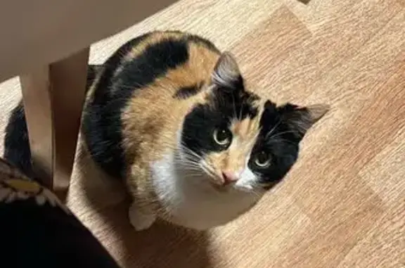 Потерянные животные Горячеводский, фото: Пропала кошка Мурка, Садовая ул., Горячеводский