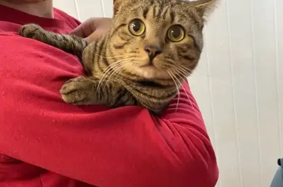 Найдена кошка, Владимир, фото: Кошка найдена на Лесной улице, 2, Владимир