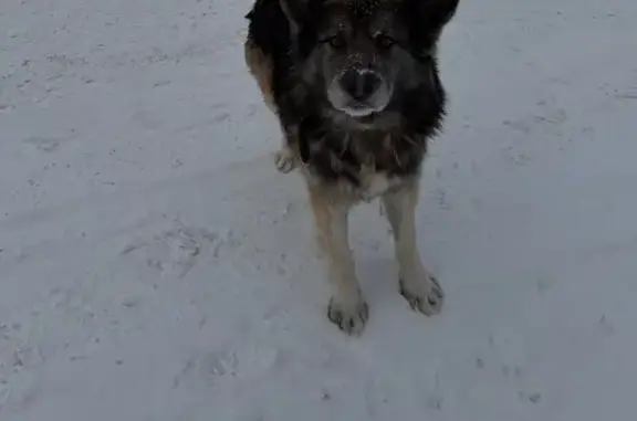 Собака найдена: Е.Стасовой, Красноярск