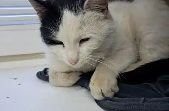 Поиск домашних животных, фото: Кошка найдена: Азовская ул., Москва