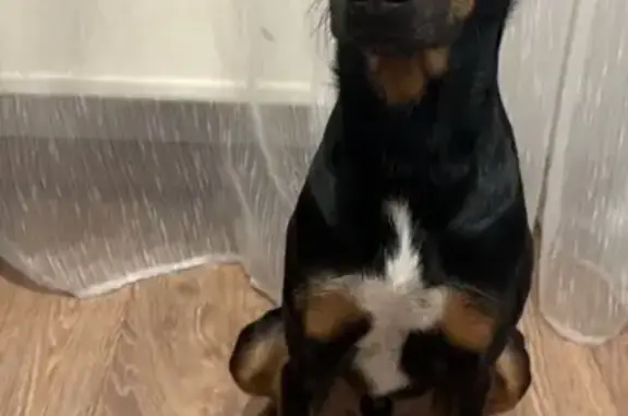 Пропала собака, Ноградская 1, Новокузнецк