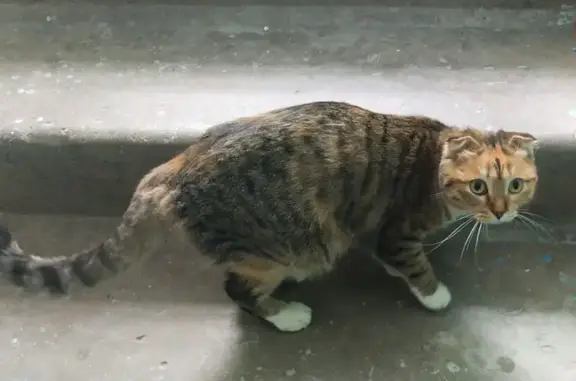 Найдена кошка, Тюмень, фото: Кошка найдена на ул. Республики, Тюмень