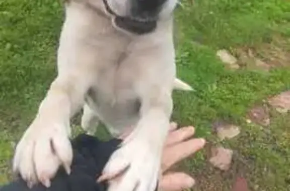 Пропала собака, ст. Ежиха, Кировская обл.