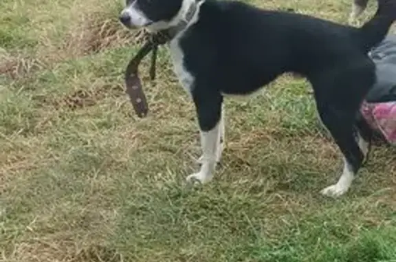 Найдена собака, Малинники, фото: Найдена собака, Малинники, Калининград