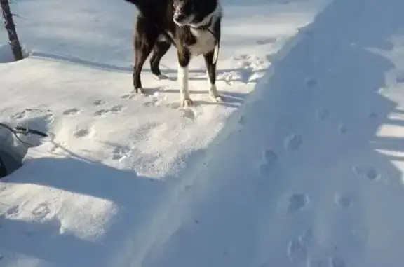 Пропала лайка, ул. 8-го Марта, 9