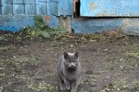 Пропала кошка в Шаталовке, Белгородская обл.