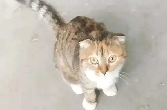 Найдена кошка, Тюмень, фото: Кошка найдена: ул. Республики, 176, Тюмень