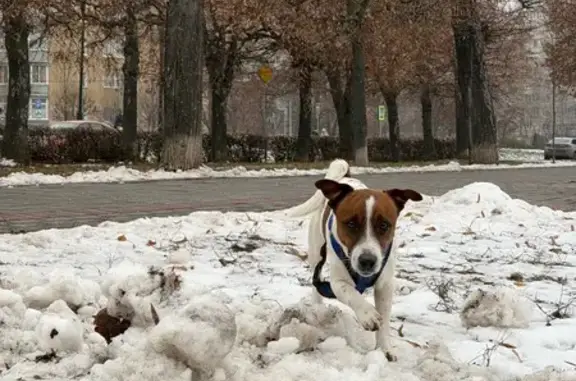 Найдена собака, Тамбов, фото: Собака на Набережной, 28/2, Тамбов