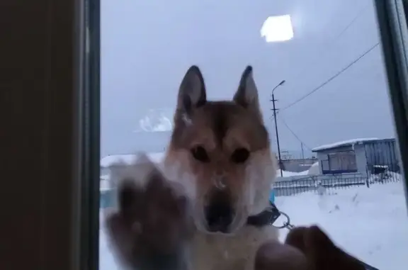 Пропала собака Рыжий, ул. Цапко 6Б, Оха