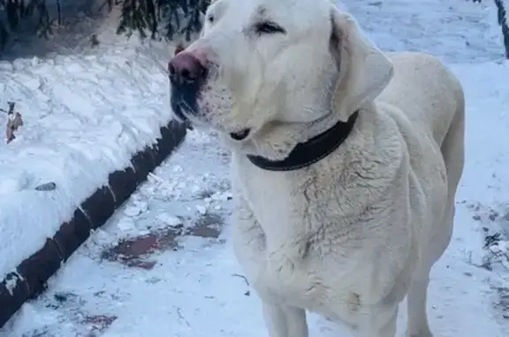 Найдена собака, Иркутск, фото: Собака найдена: ул. Красноказачья, 119