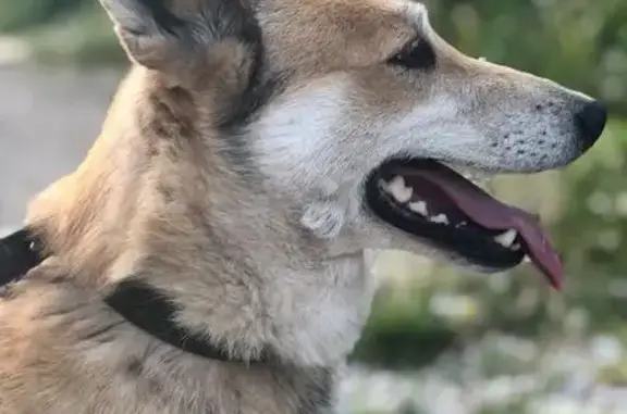 Пропала лайка Умка, Железнодорожная, Парма