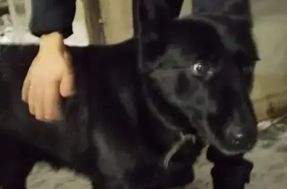 Объявления о пропавших и найденных животных, Самара, фото: Найдена собака, Черемшанская 29/28, Самара