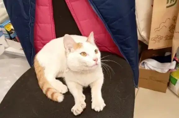 Найдена кошка, Барнаул, фото: Кошка найдена: ул. Сухэ-Батора, 5, Барнаул
