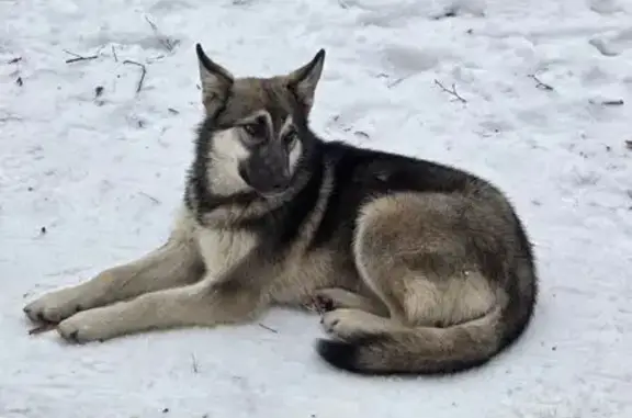 Найдена собака, Казань, фото: Найдена собака, ул. Сафиуллина, 10, Казань