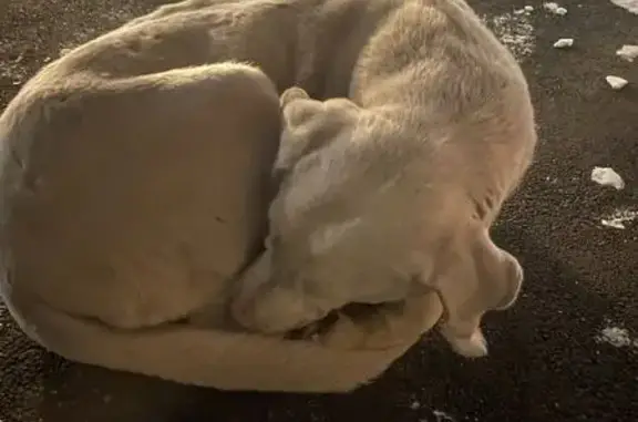 Найдена собака, Иркутск, фото: Найдена собака, ул. 30-й Ирк. Дивизии