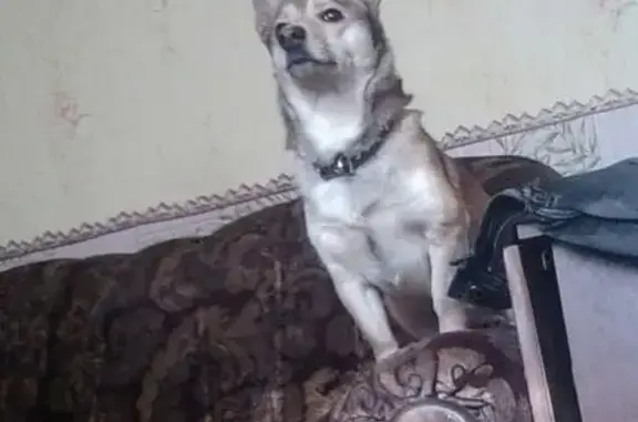 Собаки потеряшки, Весёлая Гора, фото: Потеряшка собака, Весёлая Гора, Красноярск