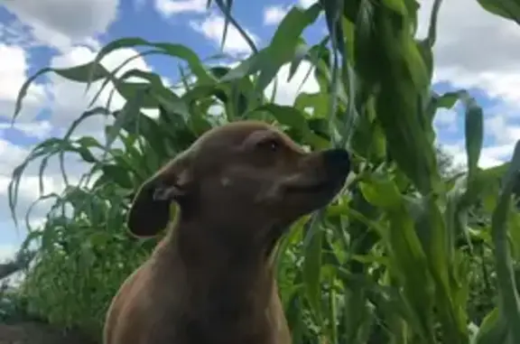 Пропала собака, Юрина 192, Барнаул