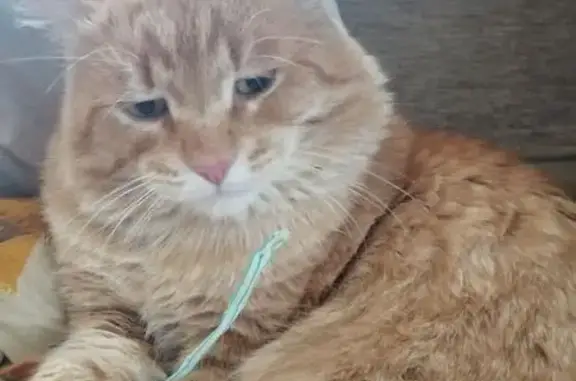 Пропала кошка, пр. Ленина 212А, Томск