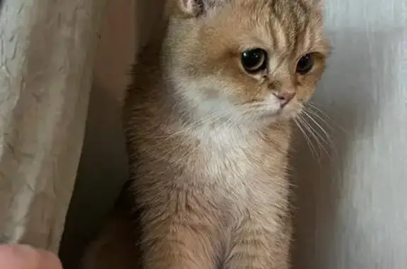 Пропал кот Симба: Генерала Антонова, 5 к2