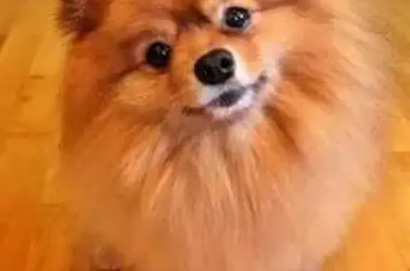 Пропала собака, ул. Катукова, 24, Липецк