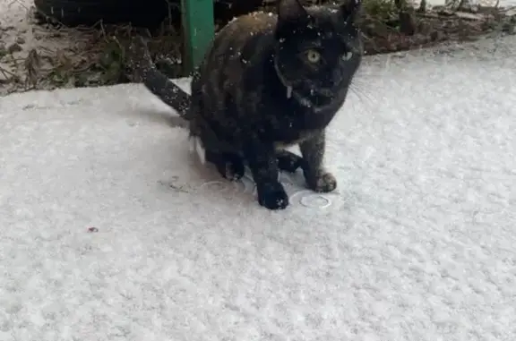 Найдена кошка, ул. Будённого 90Б, Тула