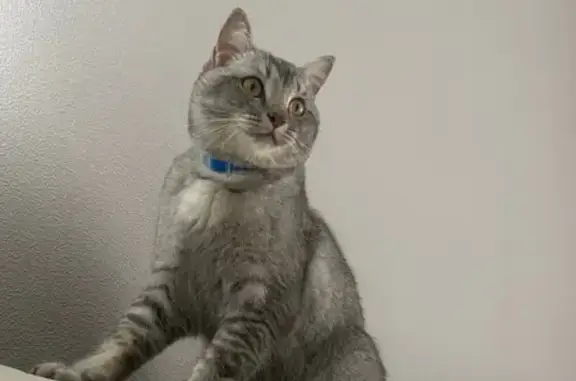 Пропала кошка, Советская ул. 27, Выездное