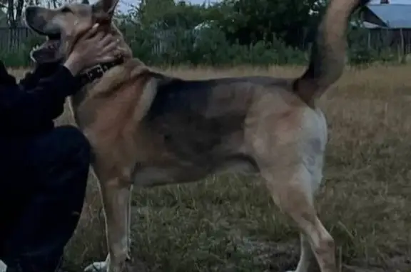 Пропала собака, пр. Свердлова, Дзержинск