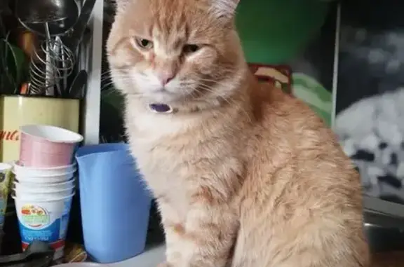 Пропала кошка, пр. Ленина 212А, Томск