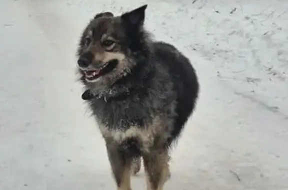 Найдена собака, Казань, фото: Собака найдена в парке 