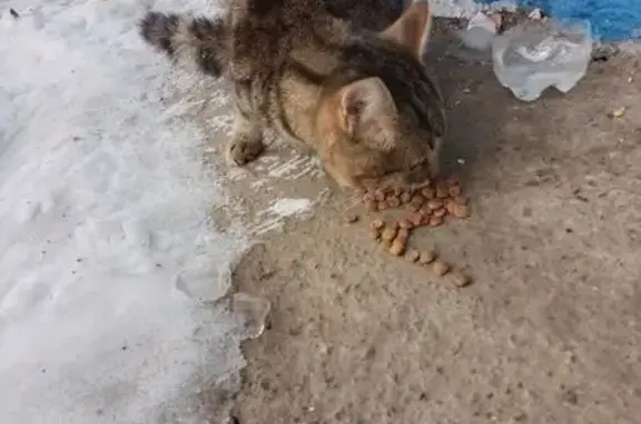 Кошка найдена в подвале дома 4/23, НЧ