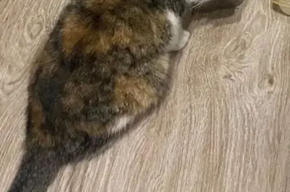 Пропала кошка, ул. Ленина, 85, Белореченск