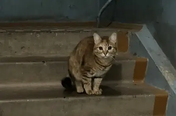 Найдена кошка, Томск, фото: Кошка найдена: ул. Говорова 24, Томск