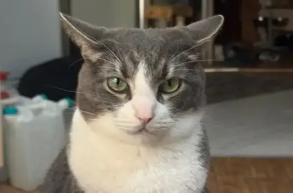 Пропала кошка, Горная ул., Петрозаводск