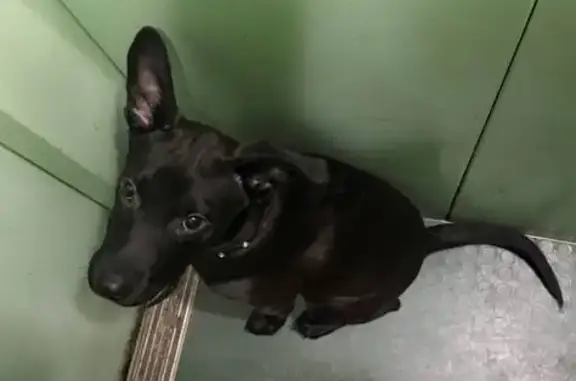 Найдена собака, Липецк, фото: Собака найдена: ул. Бунина, 7, Липецк