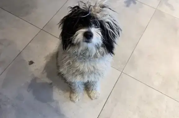 Найдена собака, Новосибирск, фото: Собака найдена: Дачное шоссе, 20