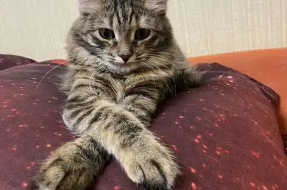 Кошки потеряшки, Муром, фото: Потеряшка кошка, Нижегородская 29, Муром