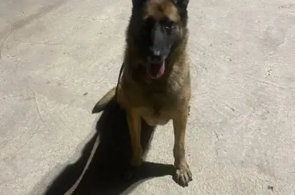 Пропала собака на Товарном проезде, Липецк