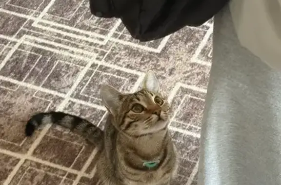 Пропала кошка, ул. Свободы 118, Омутнинск